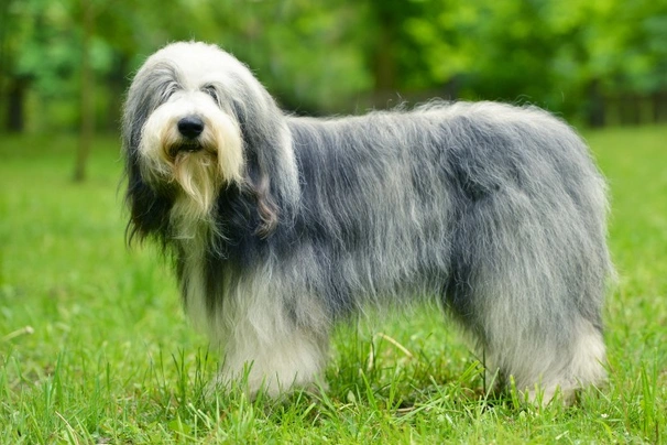 Cachorros bobtail, antiguo pastor ingles, pastor ovejero