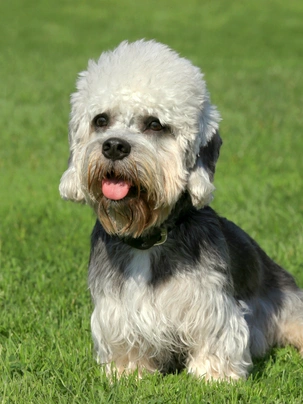 Dandie Dinmont Terrier Dogs Breed - Information, Temperament, Size ...