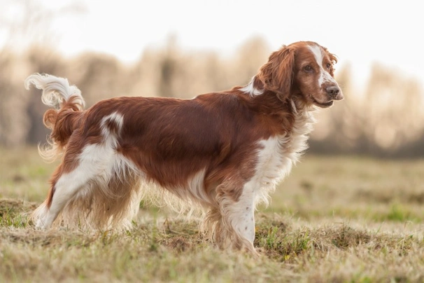 Welsh Springer Spaniel Dogs Raza - Características, Fotos & Precio | MundoAnimalia