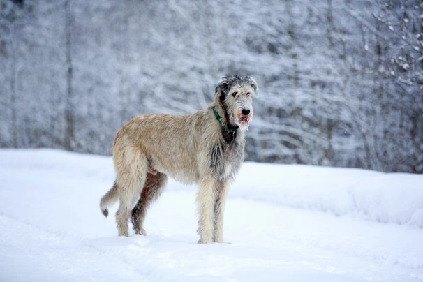 Ierse Wolfhond Dogs Ras: Karakter, Levensduur & Prijs | Puppyplaats