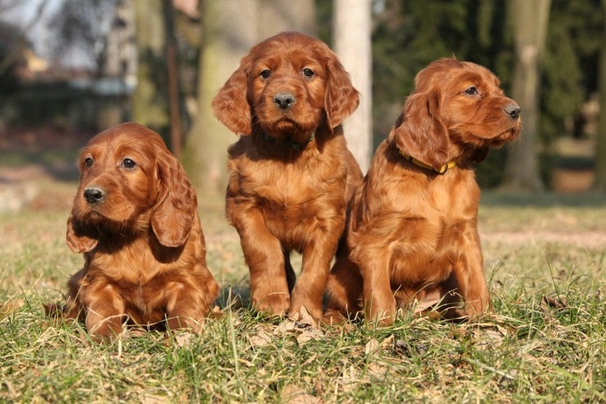 Setter Irlandés Rojo Dogs Raza - Características, Fotos & Precio | MundoAnimalia