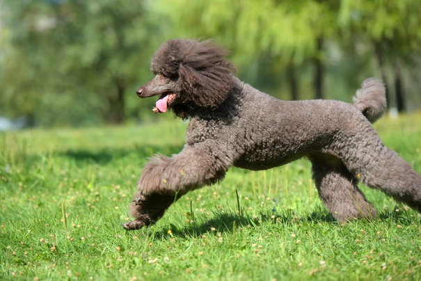 Standard best sale poodle cost