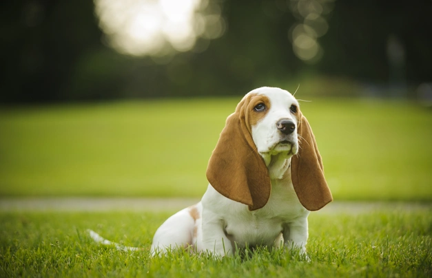 Basset Hound Dogs Breed - Information, Temperament, Size & Price | Pets4Homes