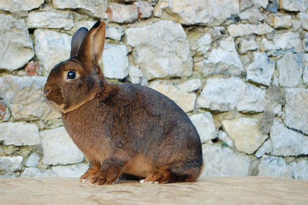 Deilenaar Rabbits Breed - Information, Temperament, Size & Price | Pets4Homes