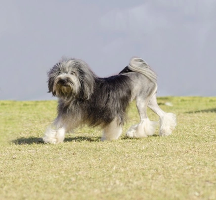 Leeuwhondje Dogs Ras: Karakter, Levensduur & Prijs | Puppyplaats