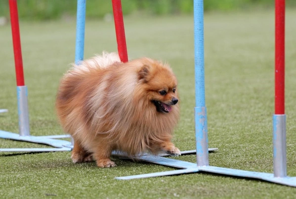 Pomeranian Dogs Breed - Information, Temperament, Size & Price | Pets4Homes