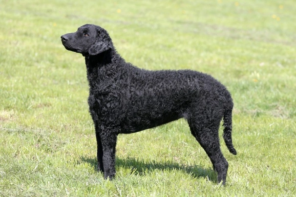 Curly Coated Retriever Dogs Breed | Facts, Information and Advice | Pets4Homes