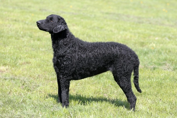 Curly coat retriever puppies hotsell for sale