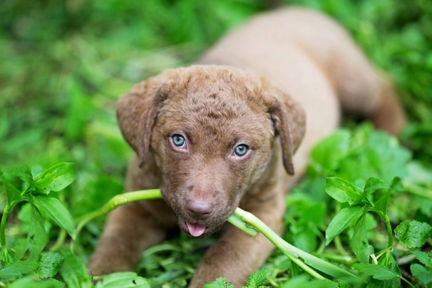 Chesapeake retriever store puppies for sale