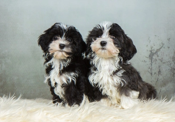 Havanese Dogs Breed - Information, Temperament, Size & Price | Pets4Homes