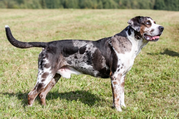 Louisianský leopardí pes Dogs Informace - velikost, povaha, délka života & cena | iFauna