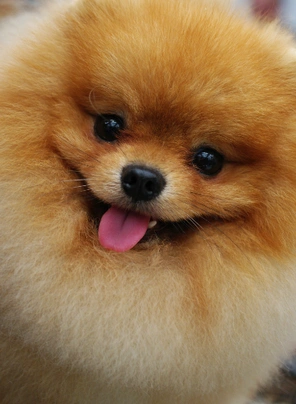 Pomeranian Dogs Breed - Information, Temperament, Size & Price | Pets4Homes