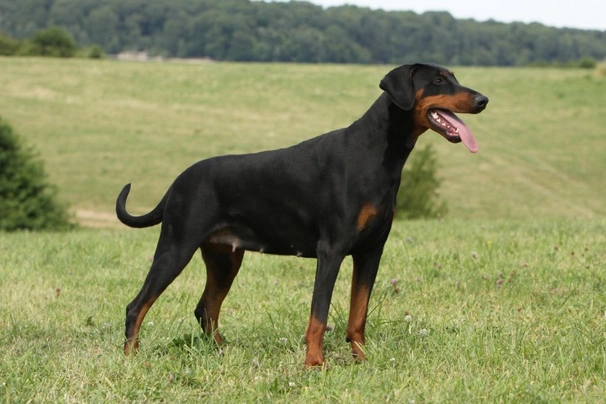 Dobermann Dogs Raza - Características, Fotos & Precio | MundoAnimalia