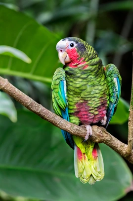 Amazoňan kubánský Birds Plemeno / Druh: Povaha, Délka života & Cena | iFauna