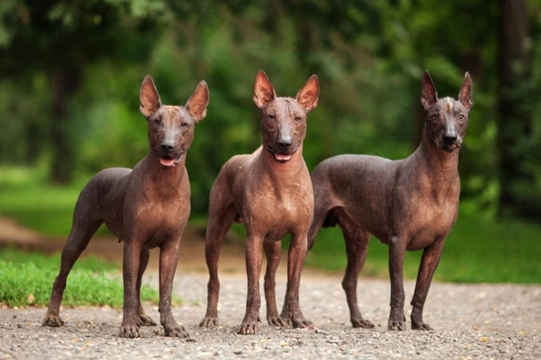 Xolo hairless best sale dog for sale