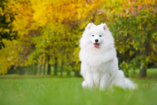 Samoyed Dogs Breed - Information, Temperament, Size & Price | Pets4Homes