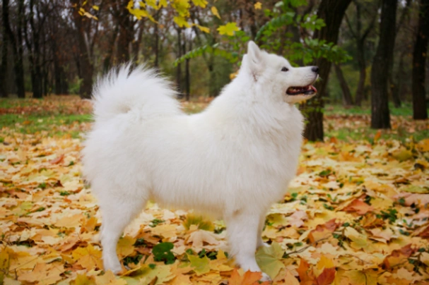 Samojed Dogs Plemeno / Druh: Povaha, Délka života & Cena | iFauna