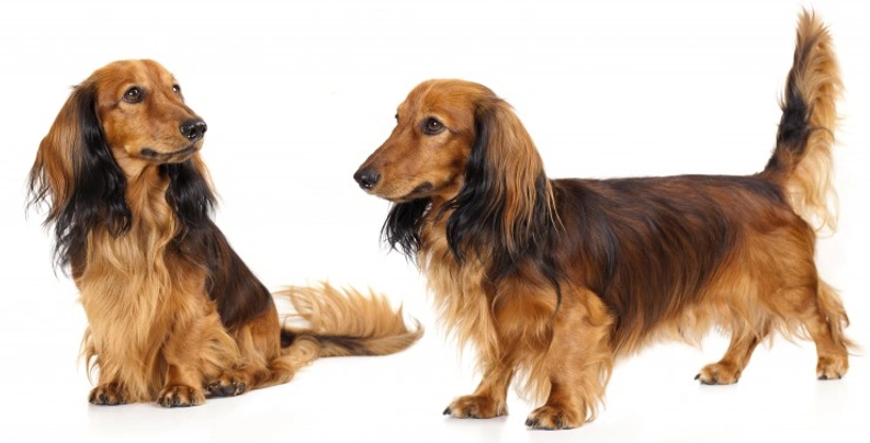 Miniature long haired sausage dog sale