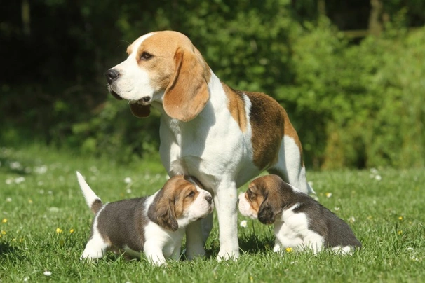 Bígl Dogs Plemeno / Druh: Povaha, Délka života & Cena | iFauna