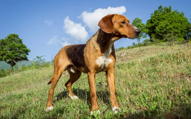 Foxhound Dogs Breed | Facts, Information and Advice | Pets4Homes