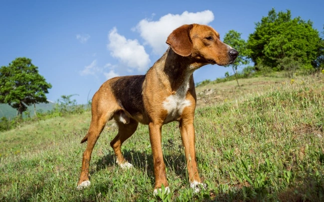 Foxhound Dogs Informace - velikost, povaha, délka života & cena | iFauna