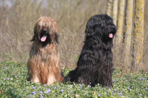 Briard temperament store