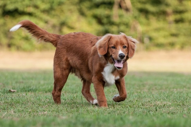 Nova Scotia Duck Tolling Retriever Dogs Raza - Características, Fotos & Precio | MundoAnimalia