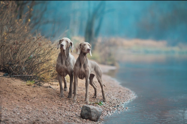 Výmarský ohař Dogs Plemeno / Druh: Povaha, Délka života & Cena | iFauna