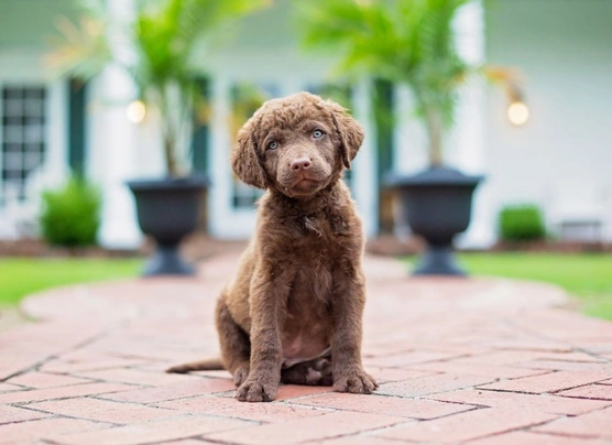 Chesapeake Bay Retriever Dogs Raza - Características, Fotos & Precio | MundoAnimalia