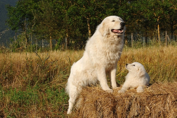 Maremmansko-abruzský pastevecký pes Dogs Informace - velikost, povaha, délka života & cena | iFauna