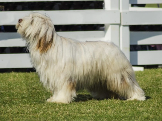 Briard Dogs Breed - Information, Temperament, Size & Price | Pets4Homes