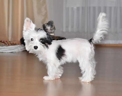 Biewer Terrier Dogs Breed - Information, Temperament, Size & Price | Pets4Homes