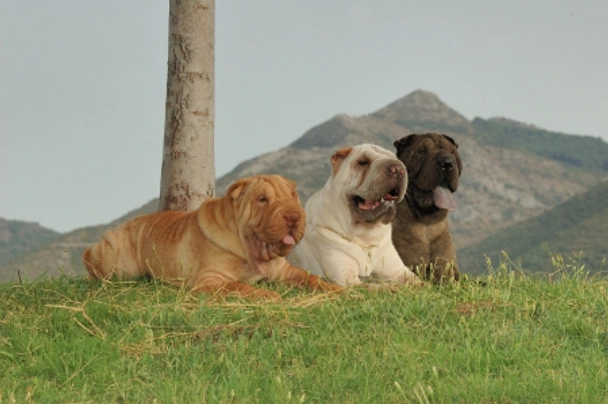 Shar Pei Perros Raza - Características, Fotos & Precio | MundoAnimalia