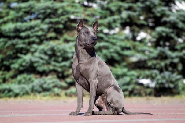 Thajský ridgeback Dogs Plemeno / Druh: Povaha, Délka života & Cena | iFauna