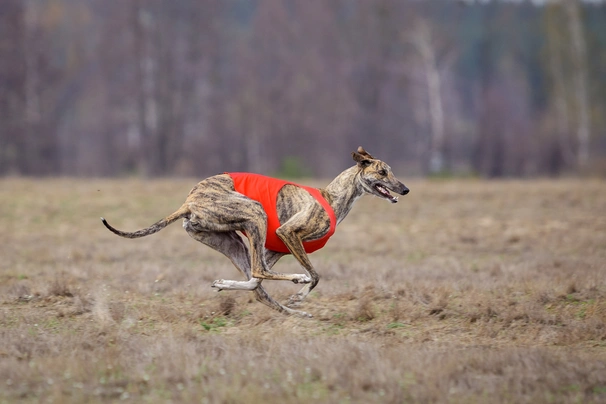 Greyhound Dogs Plemeno / Druh: Povaha, Délka života & Cena | iFauna