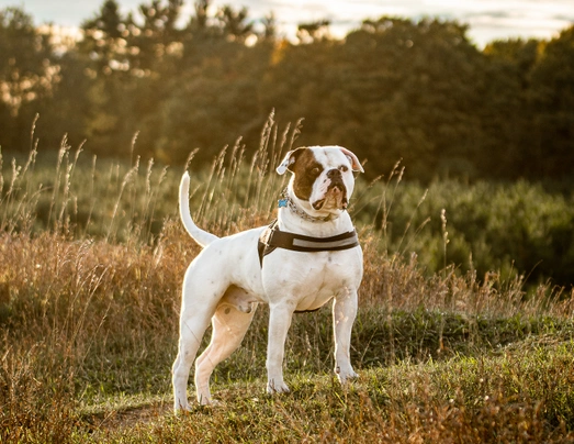 American Bulldog Dogs Breed | Facts, Information and Advice | Pets4Homes