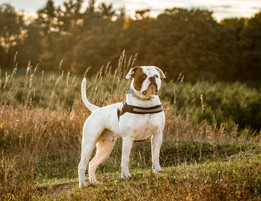 Americký buldok Dogs Plemeno / Druh: Povaha, Délka života & Cena | iFauna