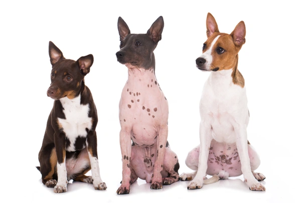 Americký bezsrstý teriér Dogs Informace - velikost, povaha, délka života & cena | iFauna