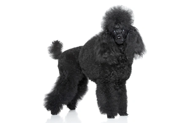 Medium hotsell poodle price