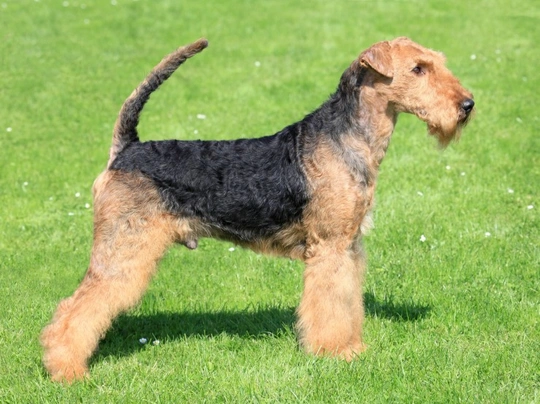 Airedale Terriër Dogs Ras: Karakter, Levensduur & Prijs | Puppyplaats