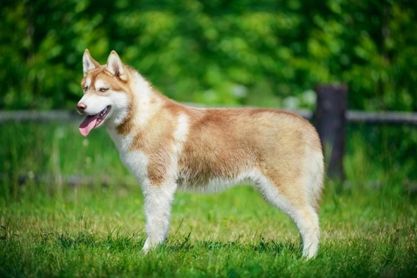 Siberian Husky Dogs Breed - Information, Temperament, Size & Price ...