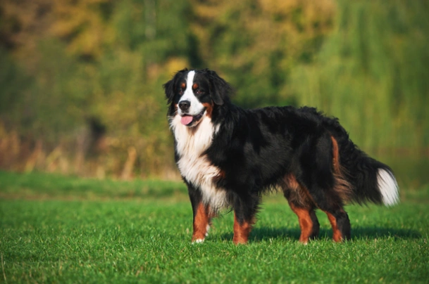 Bernese Mountain Dog Dogs Breed - Information, Temperament, Size & Price | Pets4Homes