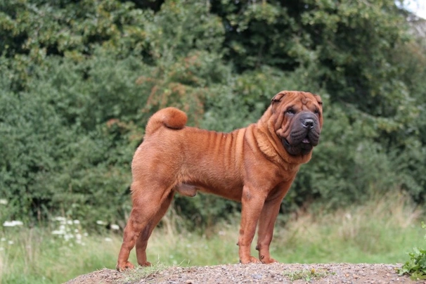 Shar Pei Dogs Razza - Prezzo, Temperamento & Foto | AnnunciAnimali