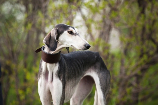 Saluki Dogs Ras: Karakter, Levensduur & Prijs | Puppyplaats