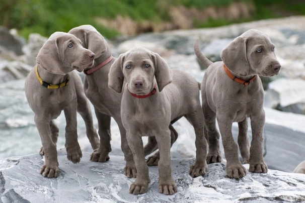 Weimaraner Dogs Razza - Prezzo, Temperamento & Foto | AnnunciAnimali