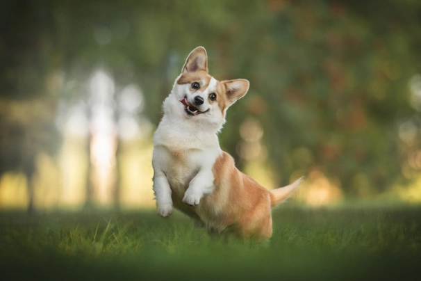 Welsh Corgi Pembroke Dogs Raza - Características, Fotos & Precio | MundoAnimalia