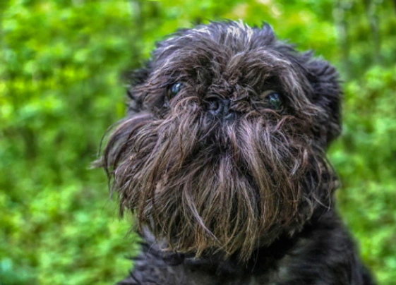 Affenpinscher Dogs Breed - Information, Temperament, Size & Price | Pets4Homes