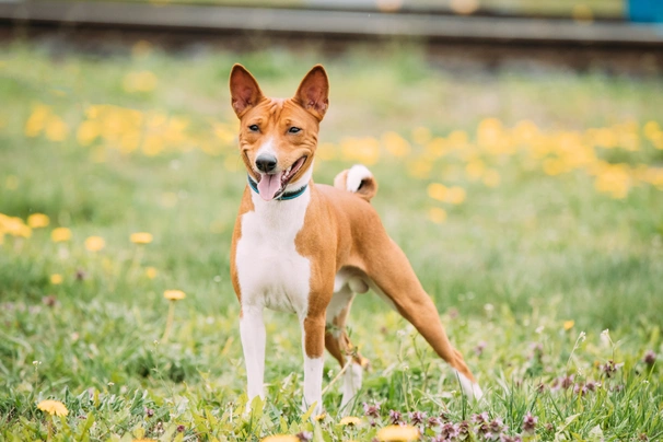 Basenji Dogs Breed - Information, Temperament, Size & Price | Pets4Homes