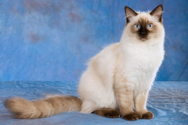 Ragdoll Gatos Raza - Características, Fotos & Precio | MundoAnimalia
