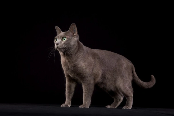 Korat Cats Breed - Information, Temperament, Size & Price | Pets4Homes